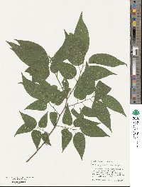 Celtis laevigata var. laevigata image