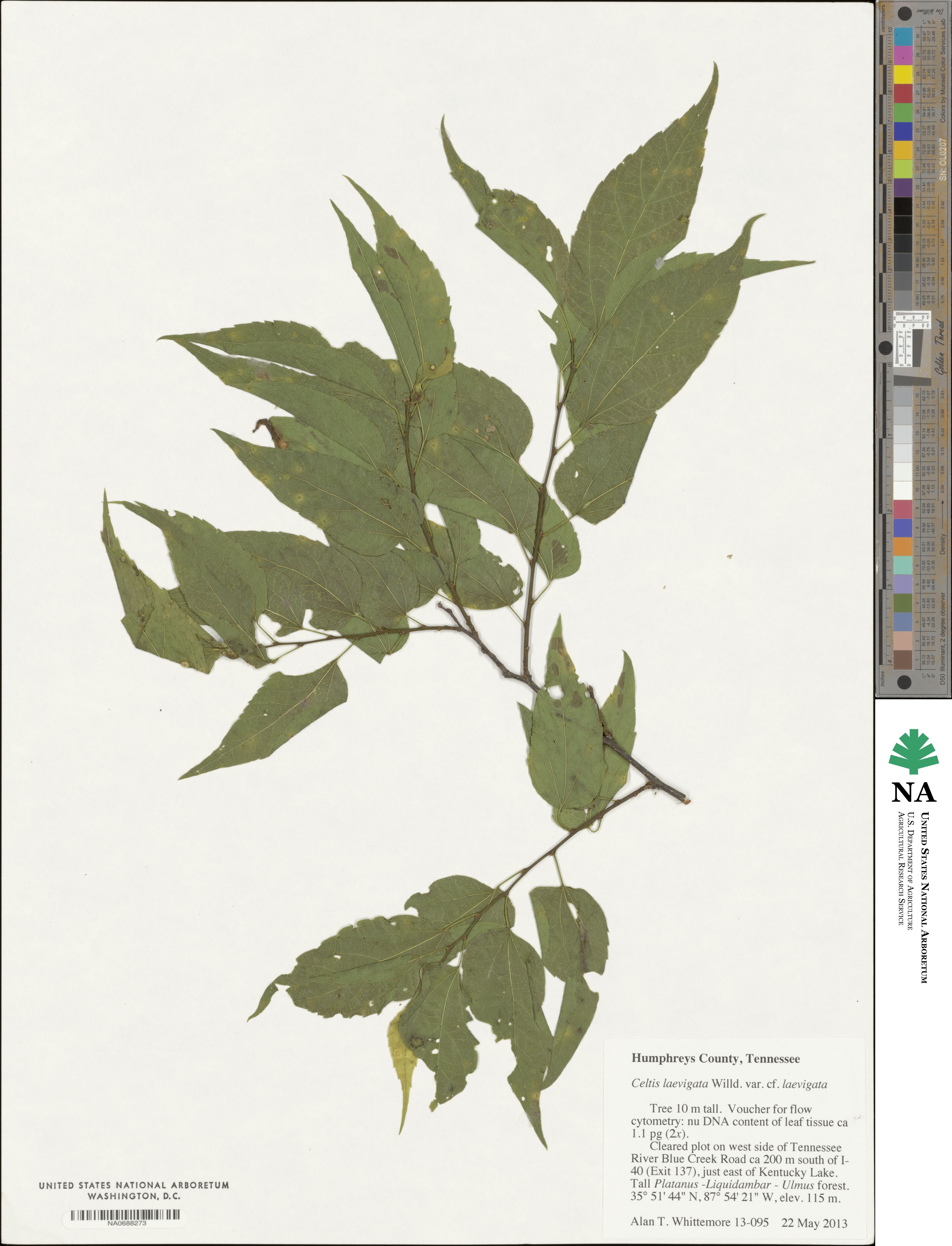 Celtis laevigata image