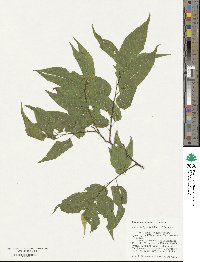 Celtis laevigata image