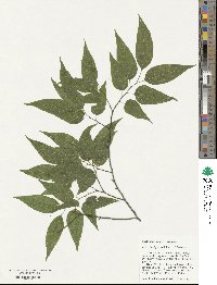 Celtis laevigata image