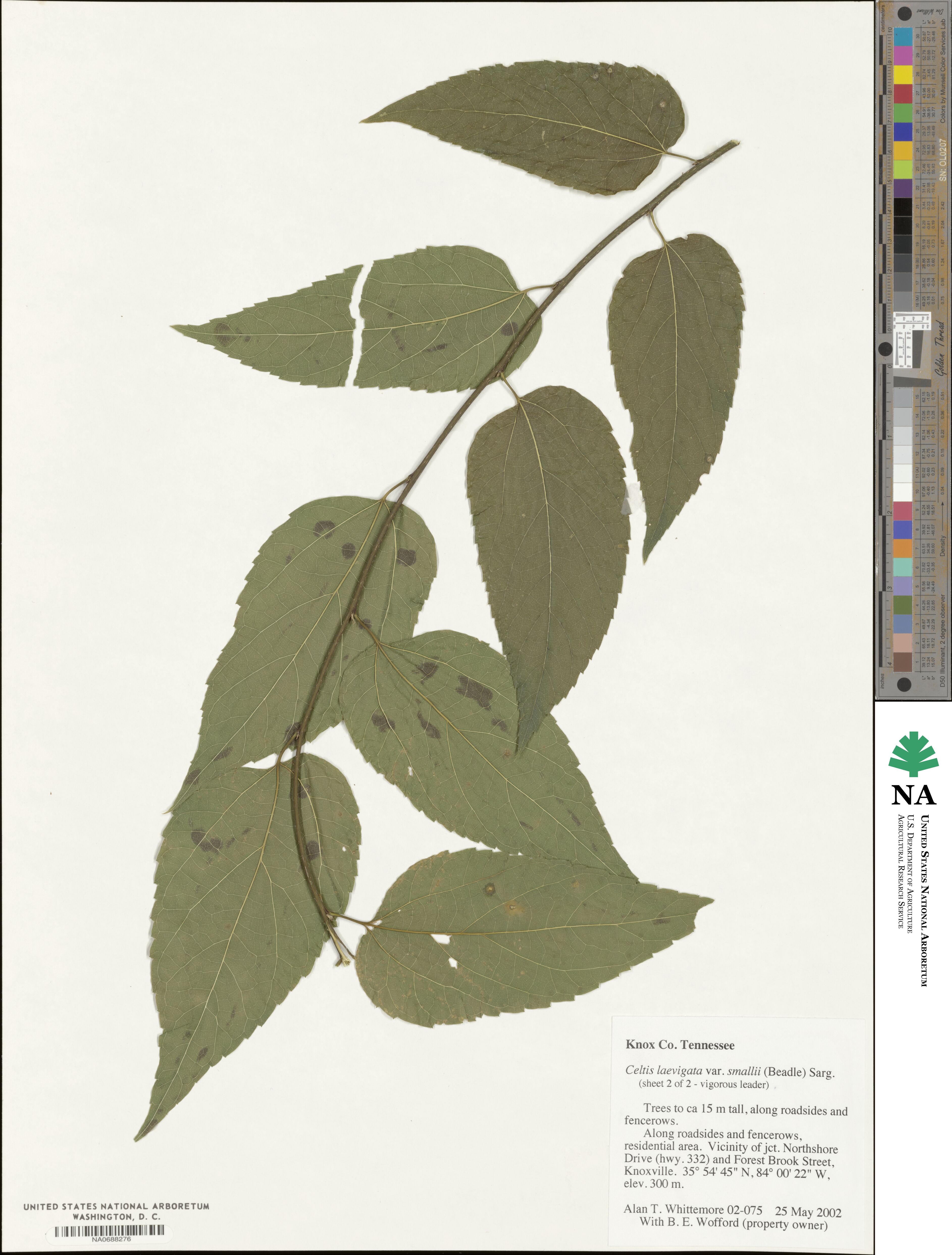 Celtis tenuifolia image