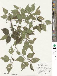 Celtis occidentalis image