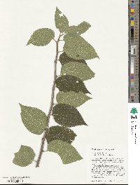 Celtis occidentalis image