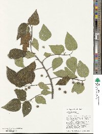 Celtis occidentalis image