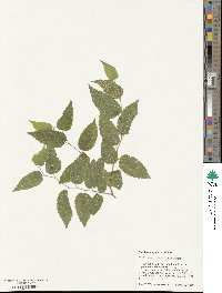 Celtis laevigata var. laevigata image