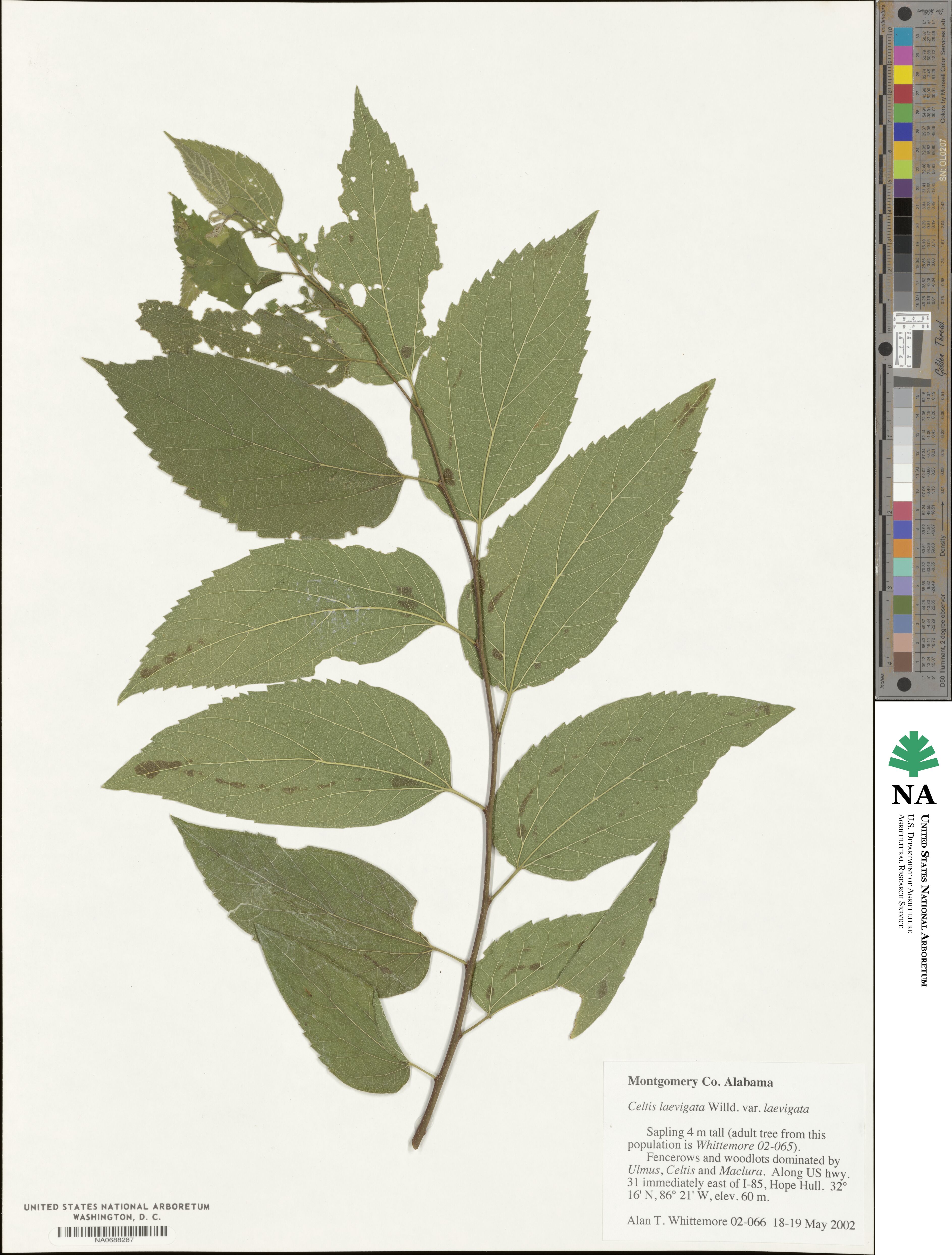 Celtis laevigata var. laevigata image