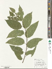 Celtis laevigata image