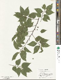 Celtis laevigata image