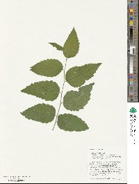 Celtis laevigata image