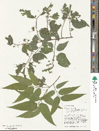 Celtis laevigata image