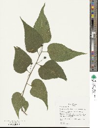 Celtis occidentalis image