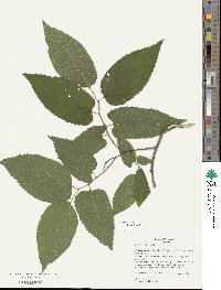 Celtis occidentalis image