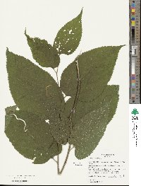 Celtis occidentalis image