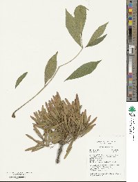 Fraxinus velutina image