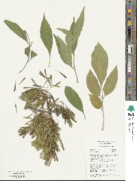 Fraxinus velutina image