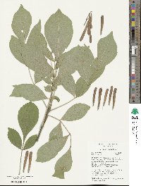 Fraxinus velutina image