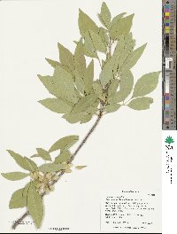 Fraxinus velutina image