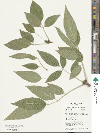 Fraxinus uhdei image