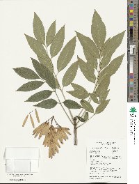 Fraxinus uhdei image