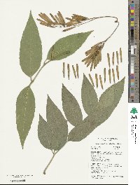 Fraxinus uhdei image