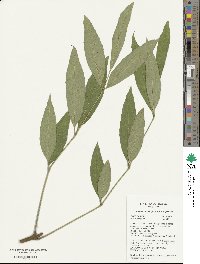 Fraxinus uhdei image