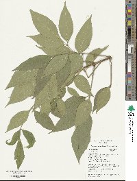 Fraxinus uhdei image