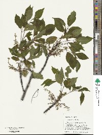 Fraxinus albicans image