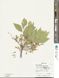 Fraxinus velutina image