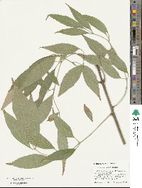 Fraxinus uhdei image