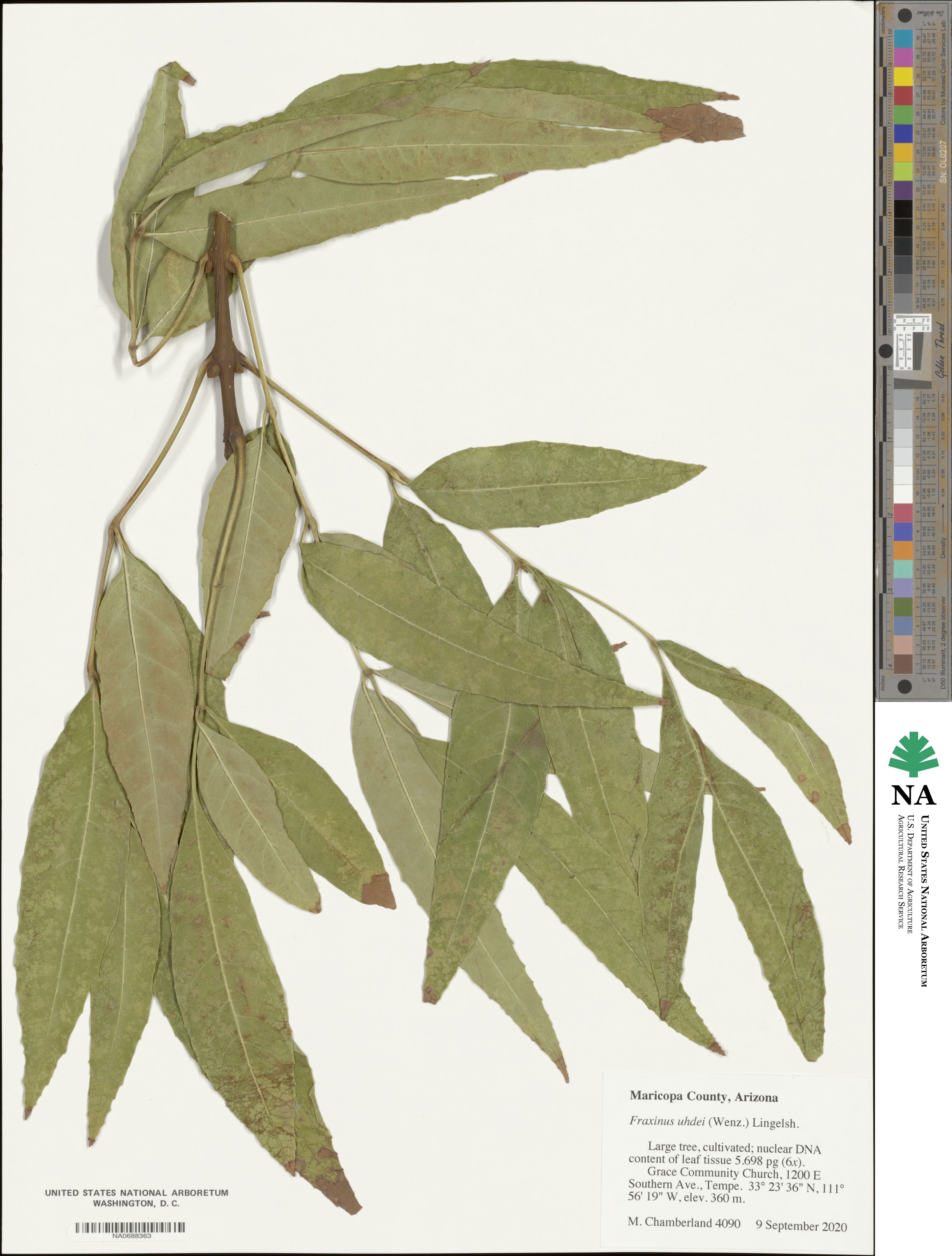 Fraxinus uhdei image