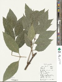 Fraxinus uhdei image