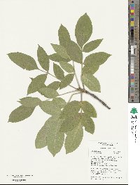 Fraxinus velutina image