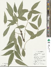 Fraxinus uhdei image