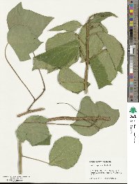 Hedera algeriensis image