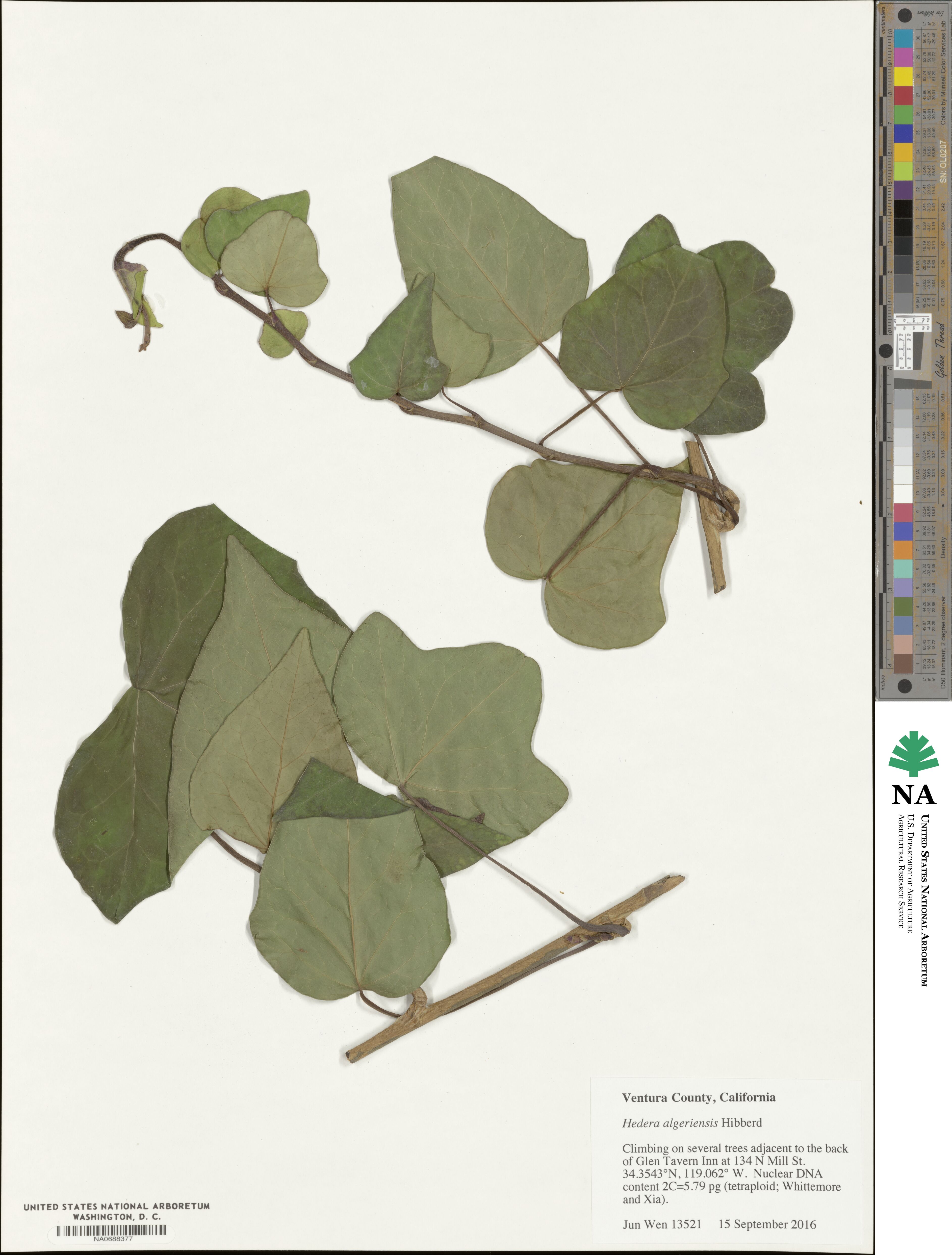 Hedera algeriensis image