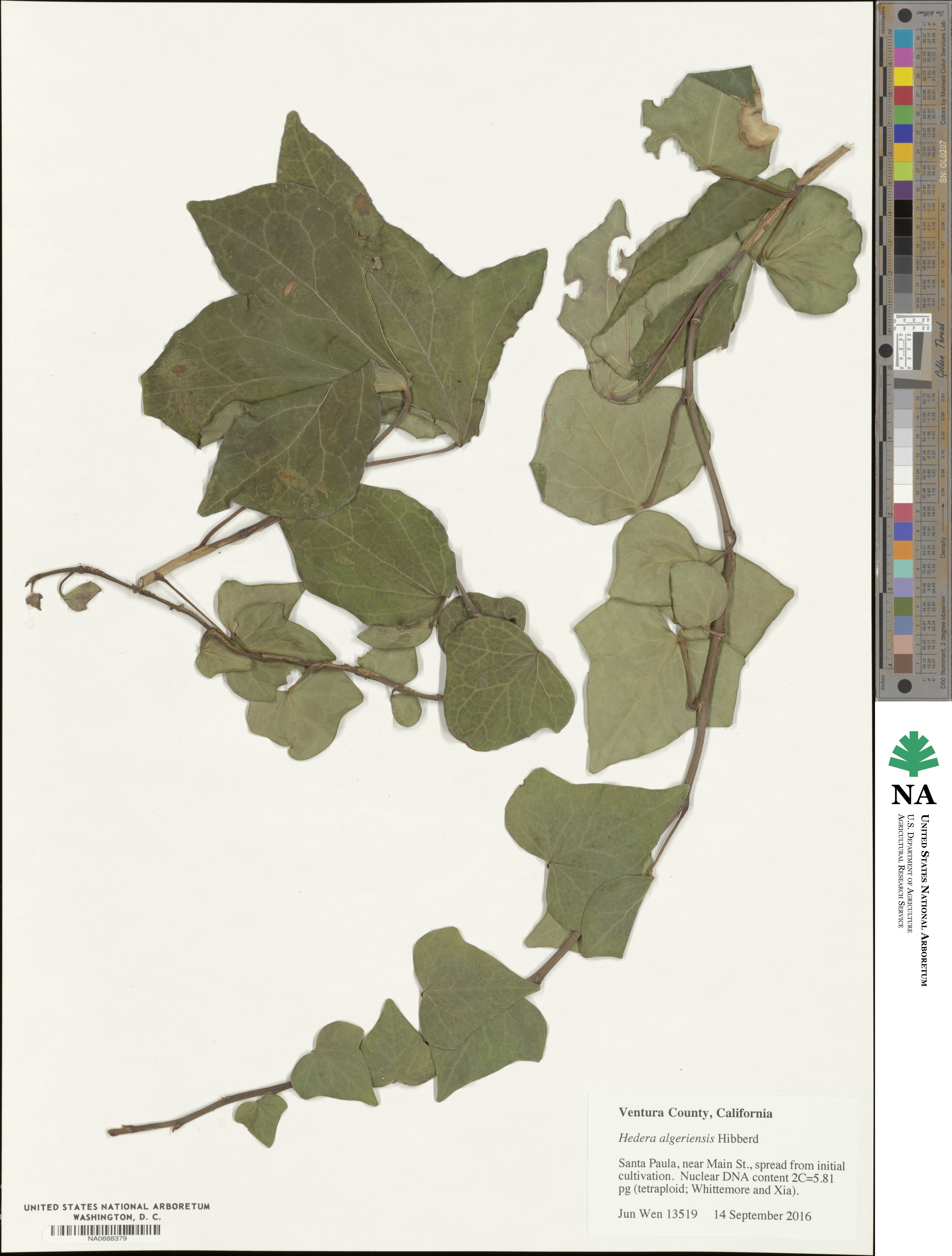 Hedera algeriensis image