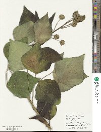 Hedera algeriensis image