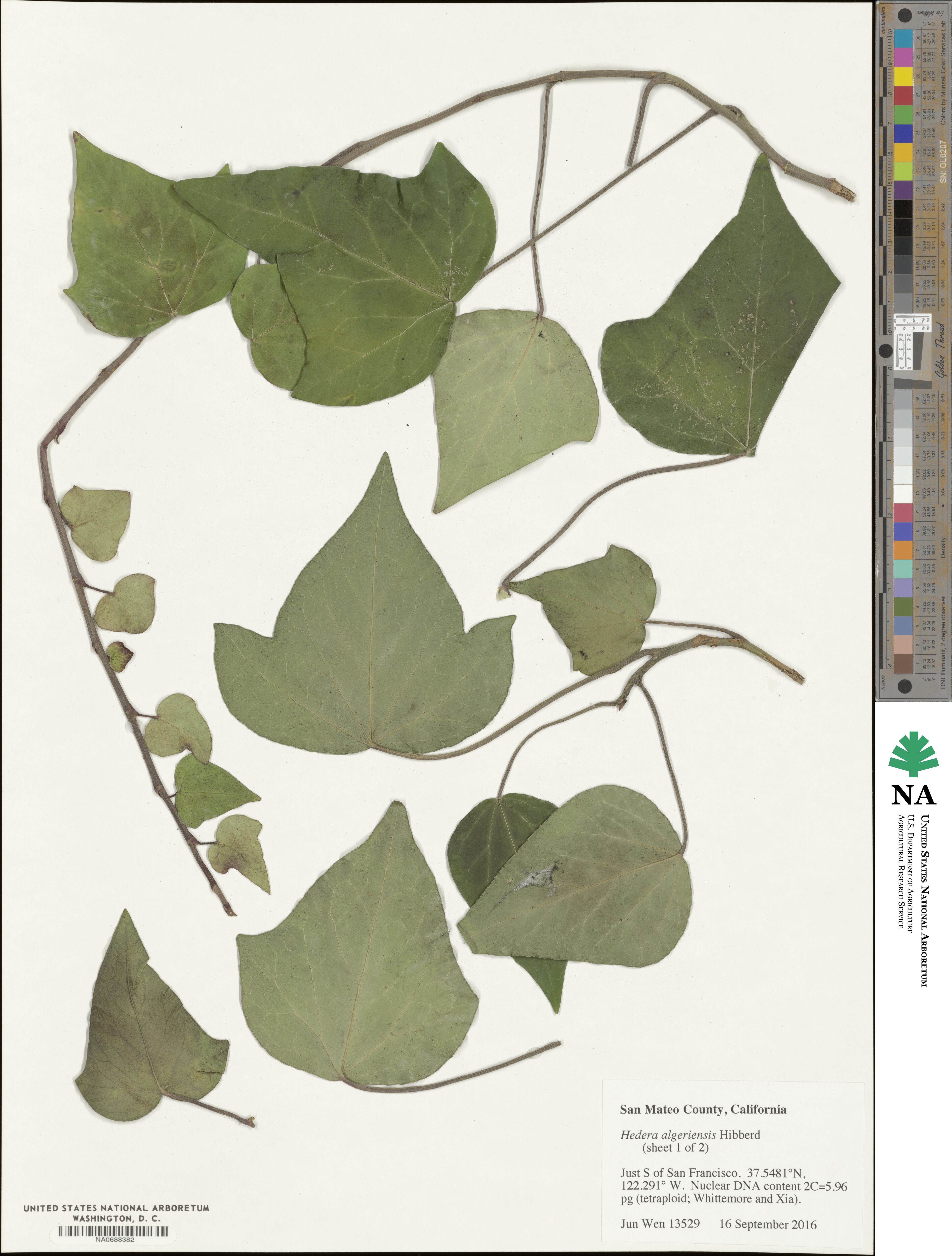 Hedera algeriensis image