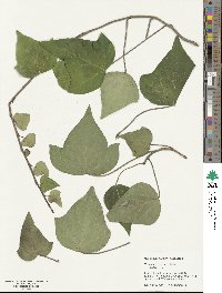 Hedera algeriensis image