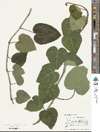 Hedera colchica image