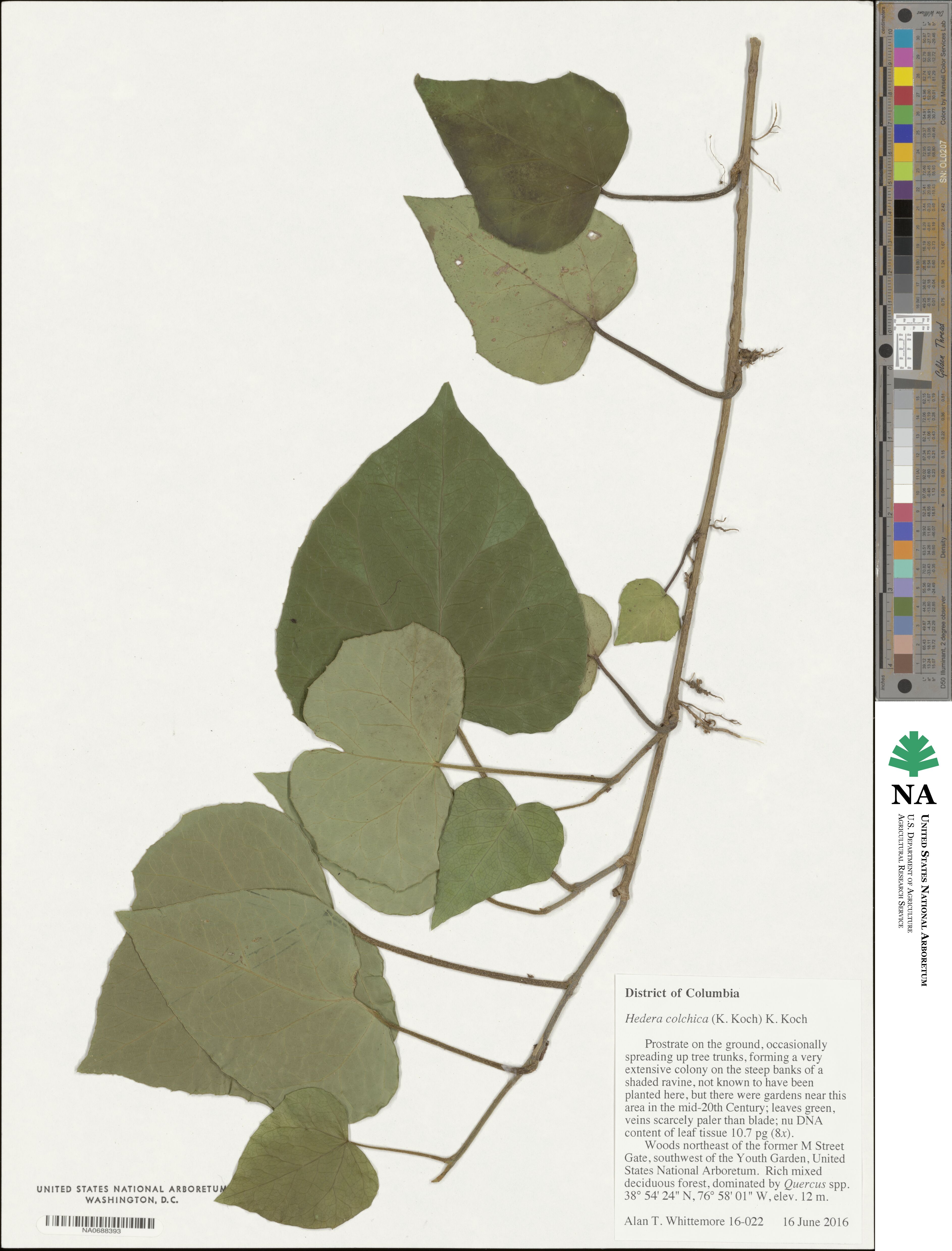 Hedera colchica image