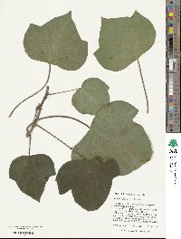 Hedera algeriensis image