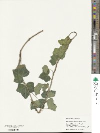 Hedera hibernica image