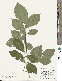 Ulmus davidiana image