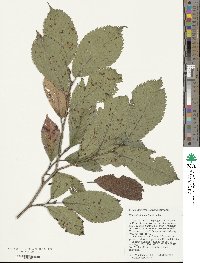 Ulmus davidiana image