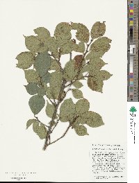 Ulmus lamellosa image