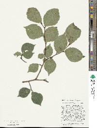 Ulmus lamellosa image