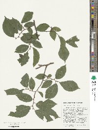 Ulmus szechuanica image