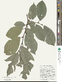 Ulmus prunifolia image