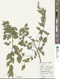 Ulmus pumila image